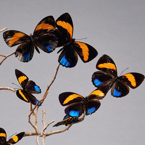 Photo d'un "Globe papillon", oeuvre de Caroline Franck de l'Ocre Rouge